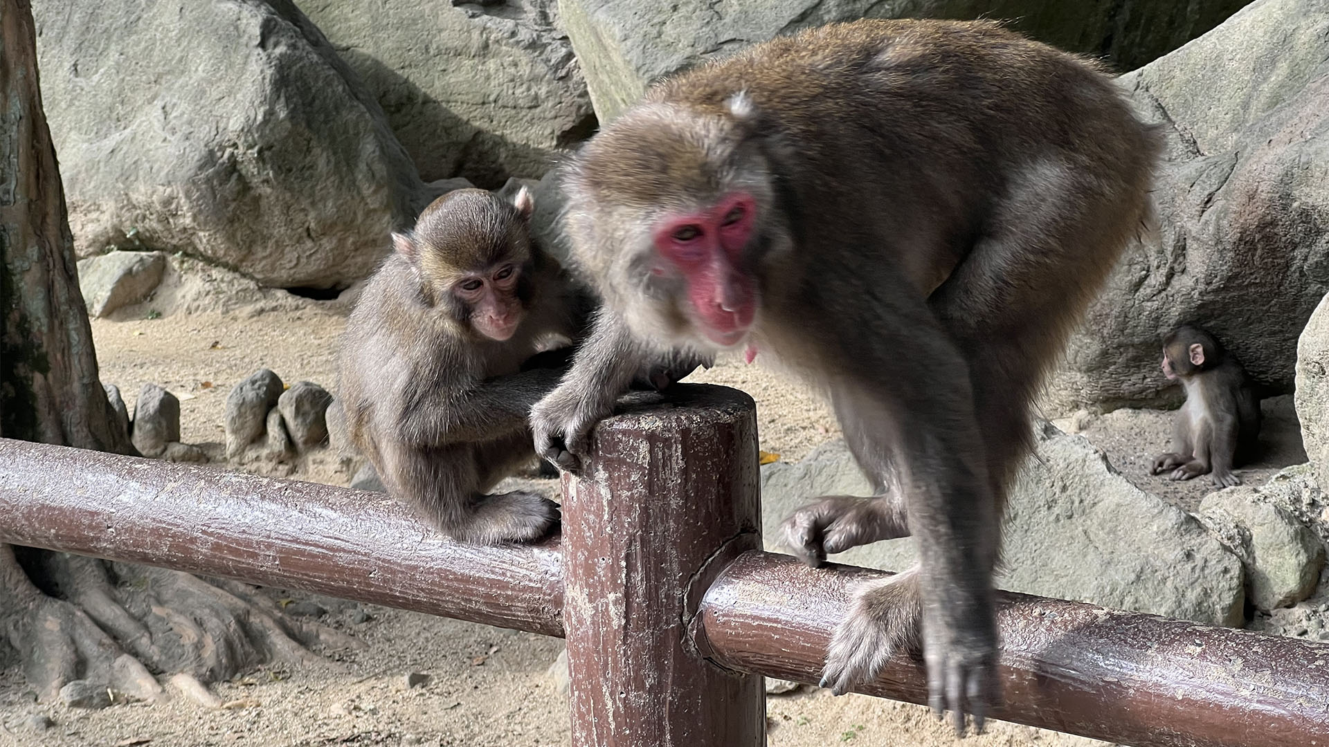 Takasakiyama Monkey Park & Beppu Hot Spring Trip