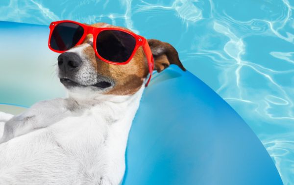 Pet Plunge