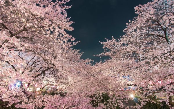 Cherry Blossom Light up Festival